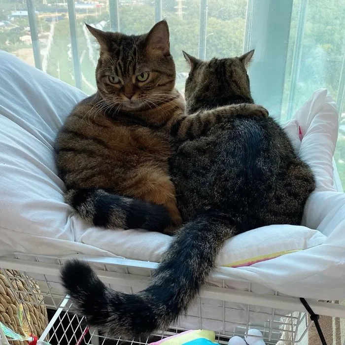 This Chunky Cat Named Manggo Will Steal Your Heart With Her Hilarious Expressions