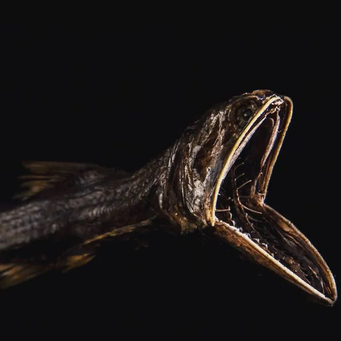 Taxidermied Deep-Sea Lantern Fish