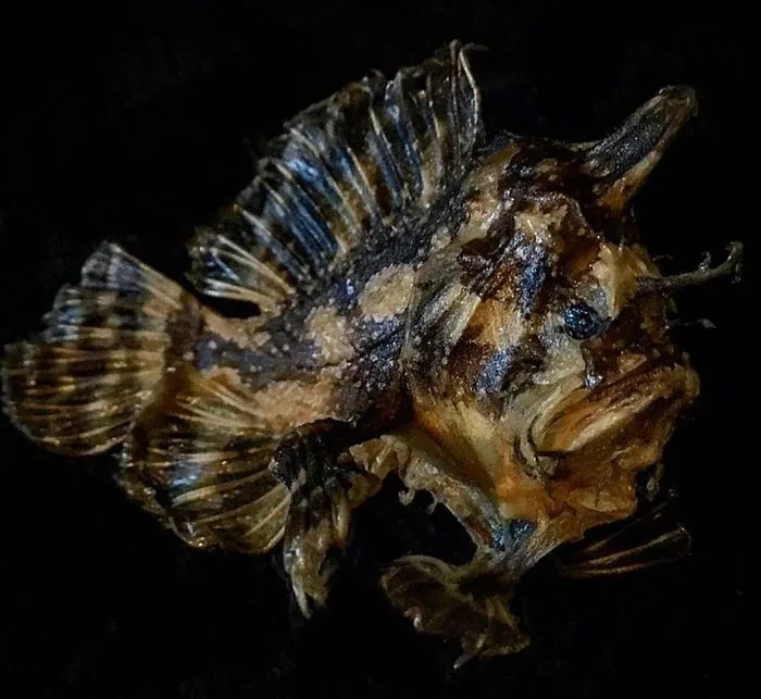 Frogfish