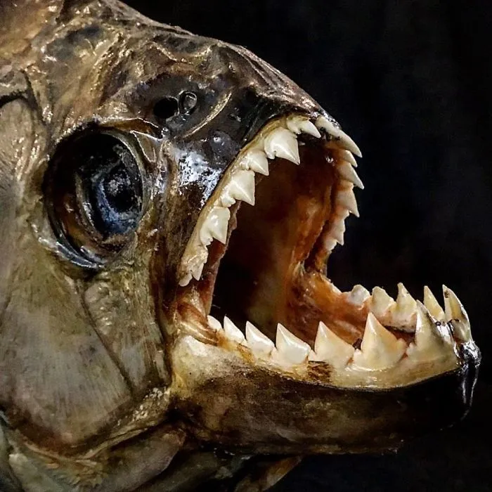 The Mouth Of The Black Piranha