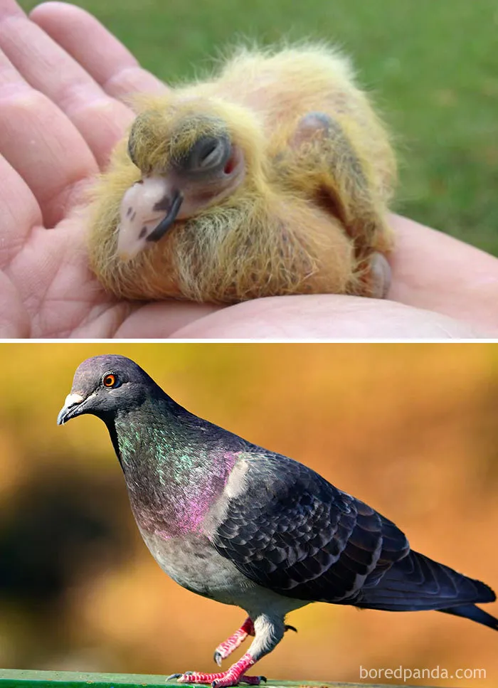 Pigeon