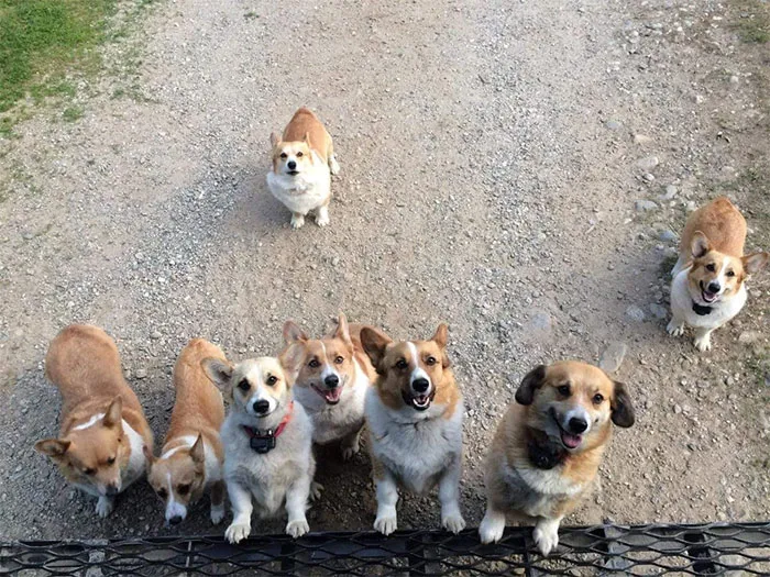 Turns Out, UPS Drivers Have A Facebook Group About Dogs They Meet On Their Routes, And It Will Make Your Day
