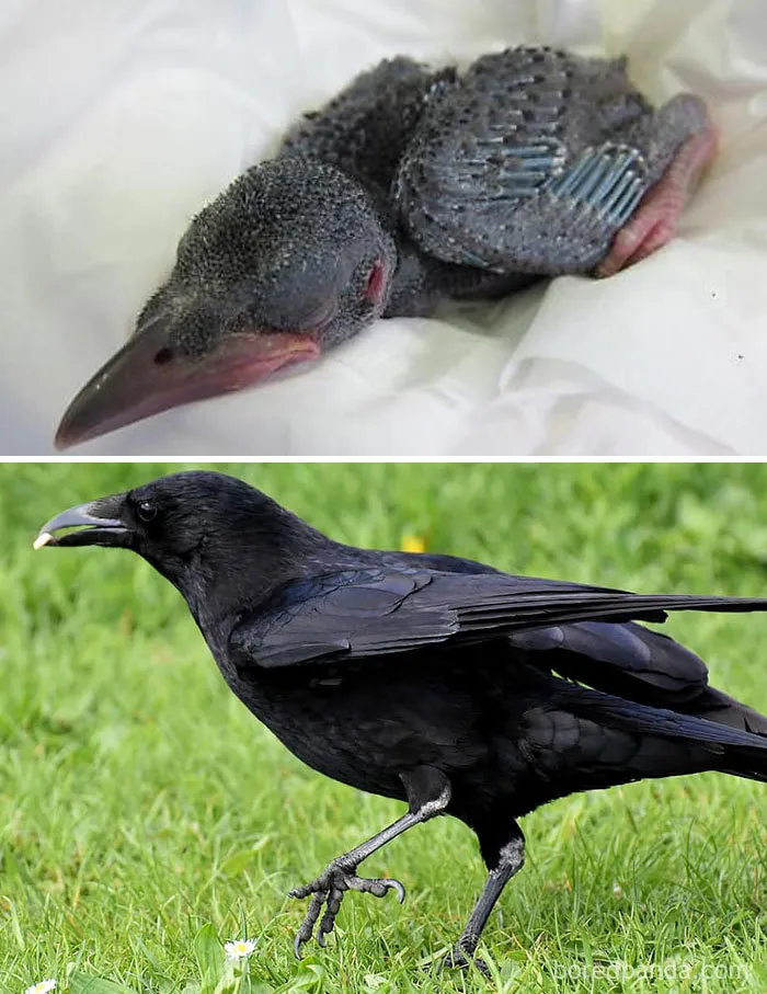 Raven