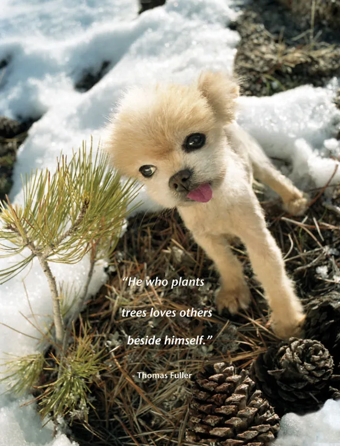 I Photograph Cuteness For A Cause