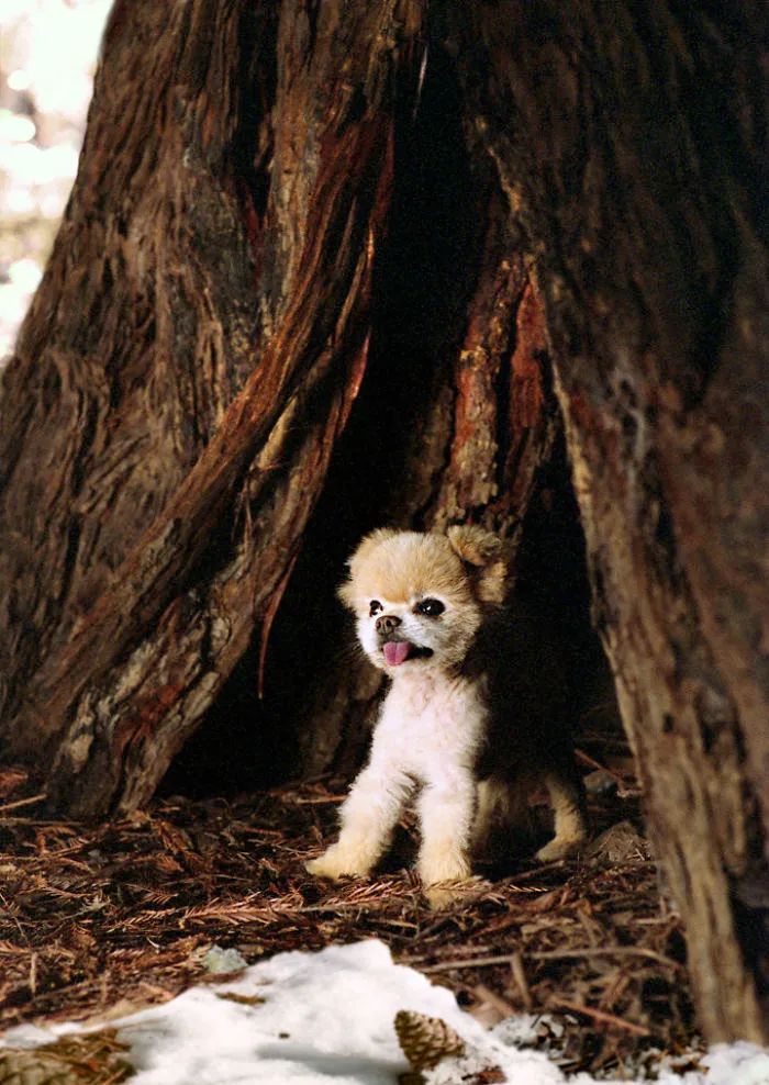 I Photograph Cuteness For A Cause