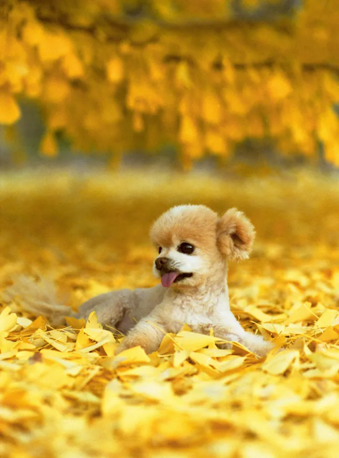 I Photograph Cuteness For A Cause