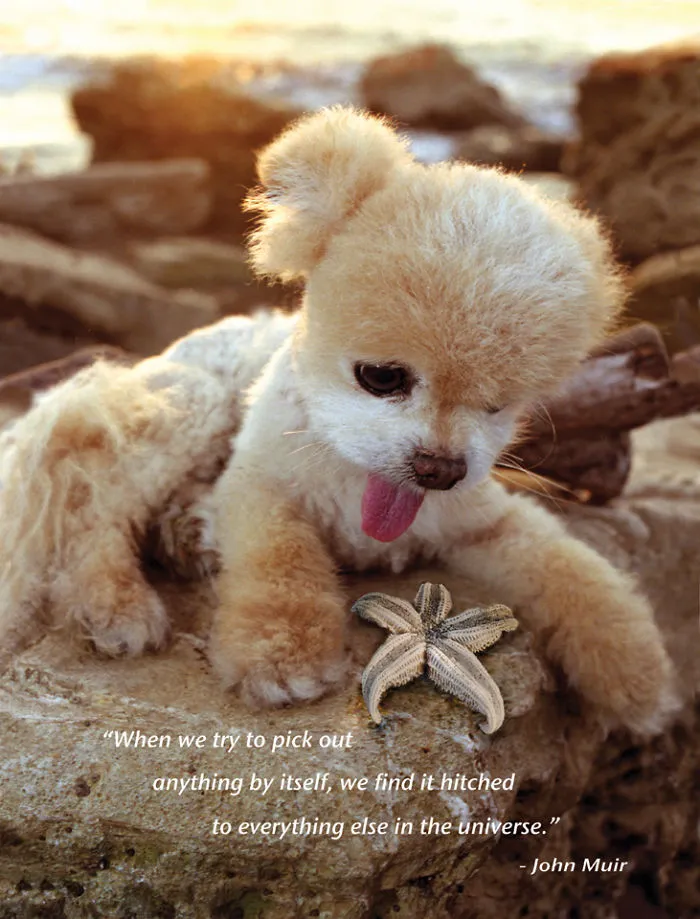 I Photograph Cuteness For A Cause