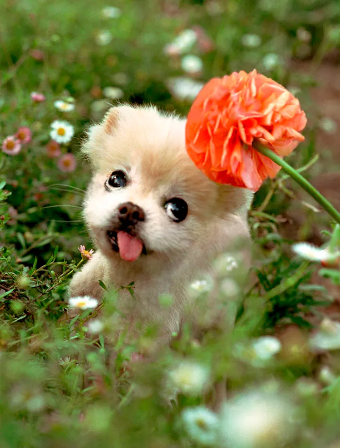 I Photograph Cuteness For A Cause
