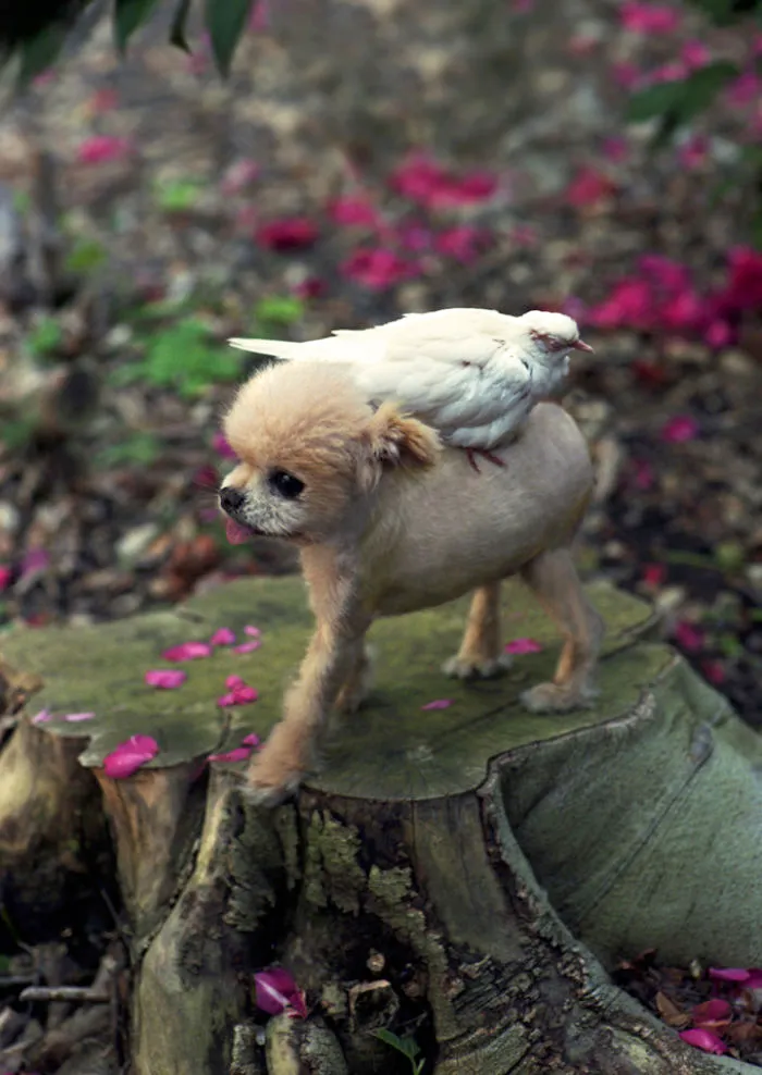 I Photograph Cuteness For A Cause