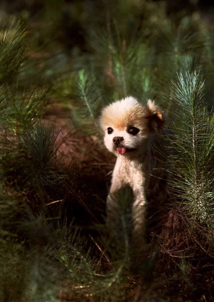 I Photograph Cuteness For A Cause
