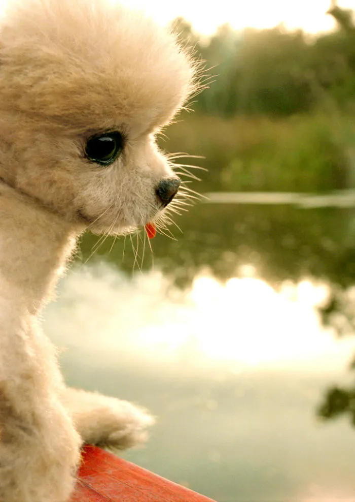 I Photograph Cuteness For A Cause