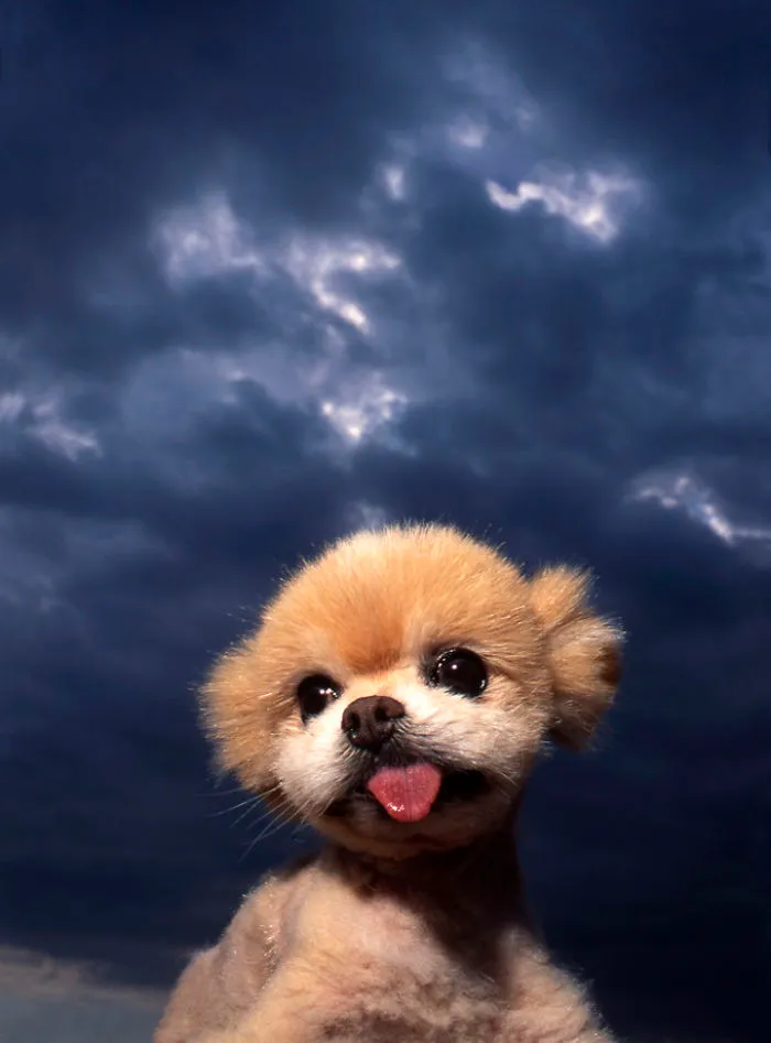 I Photograph Cuteness For A Cause