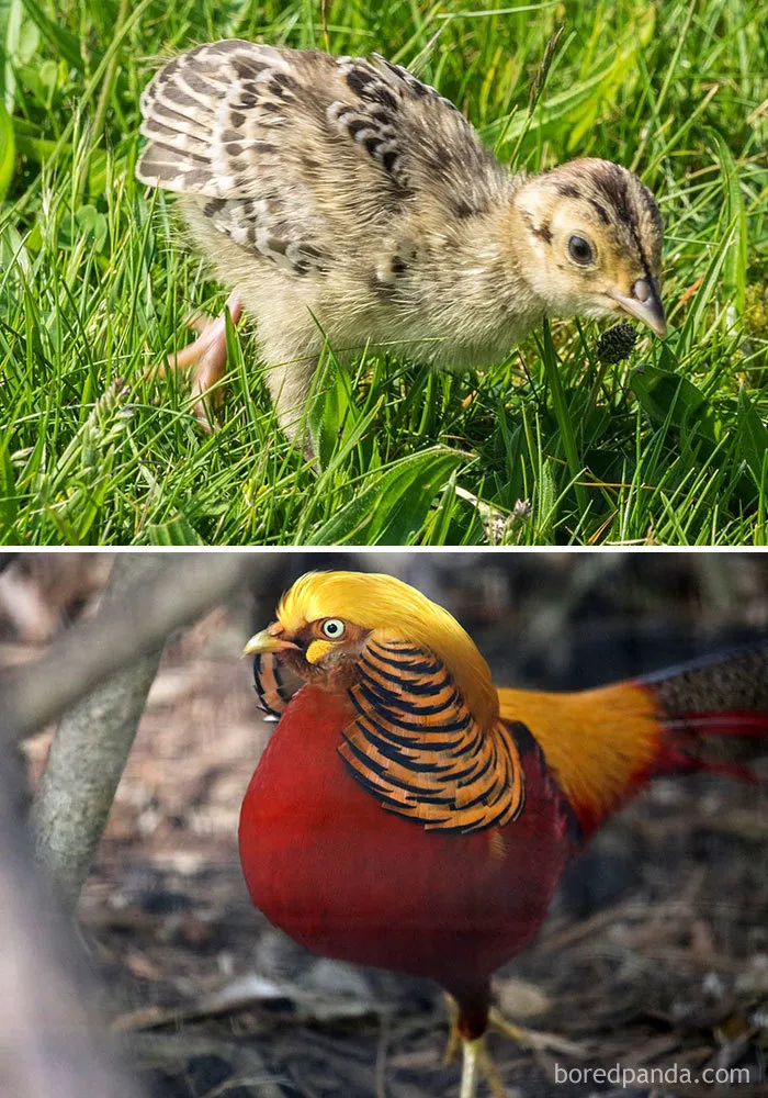 Golden Pheasant