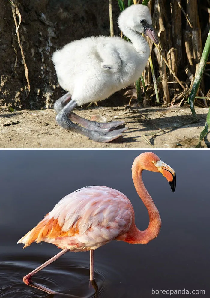 Flamingo