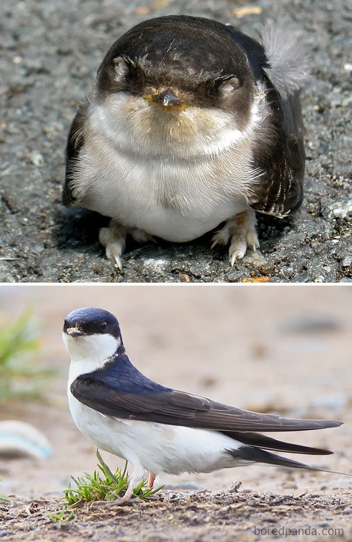 House Martin