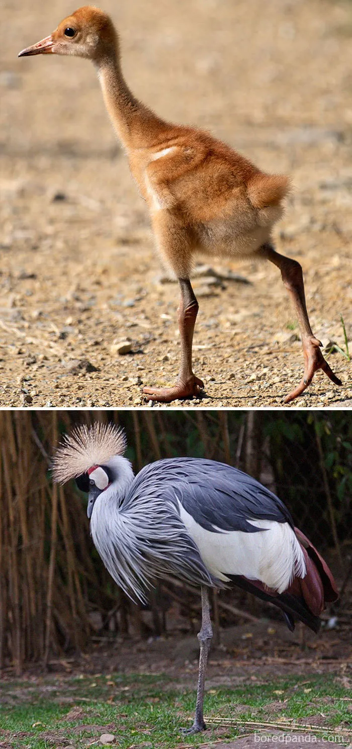 Grey Crowned Crane