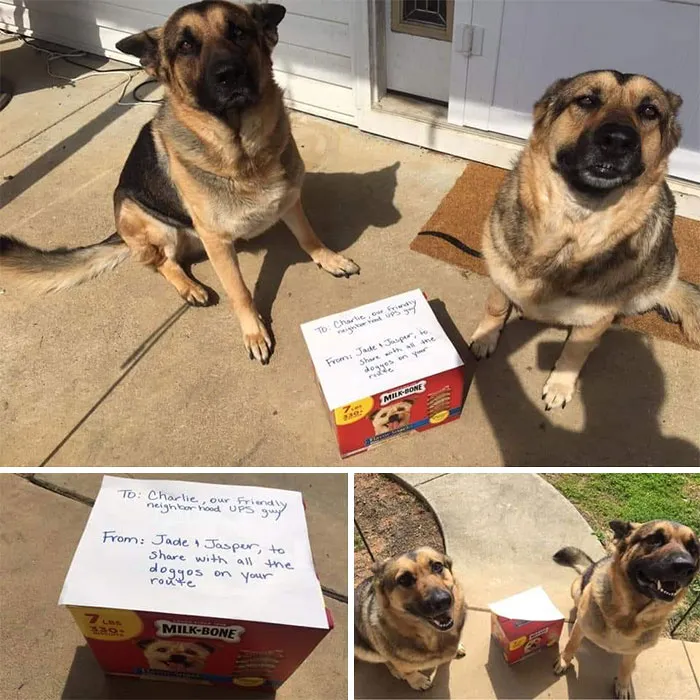 Resulta que los conductores de UPS tienen un grupo de Facebook con los perros que se encuentran en ruta, y te alegrará el día (Nuevas imágenes)