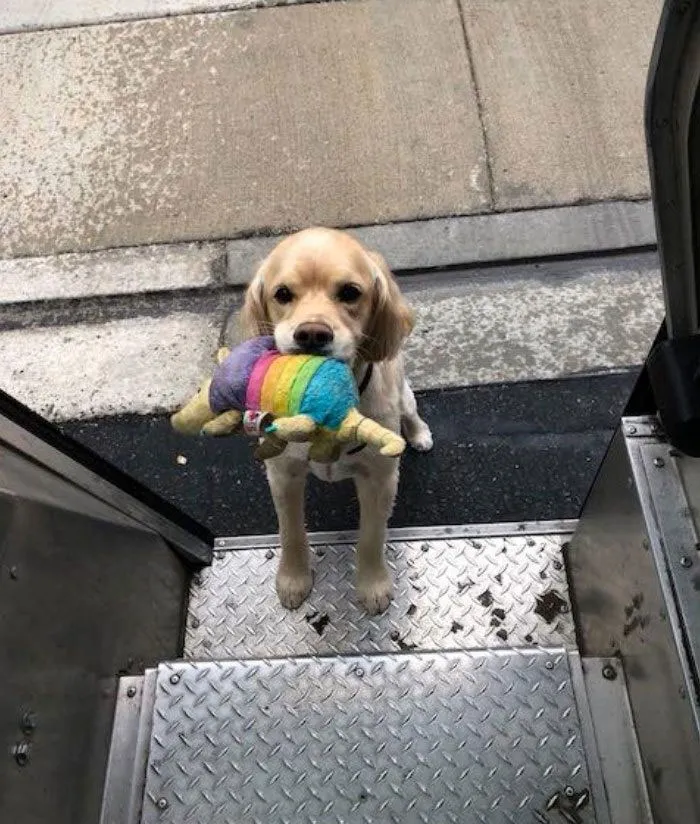 Resulta que los conductores de UPS tienen un grupo de Facebook con los perros que se encuentran en ruta, y te alegrará el día (Nuevas imágenes)