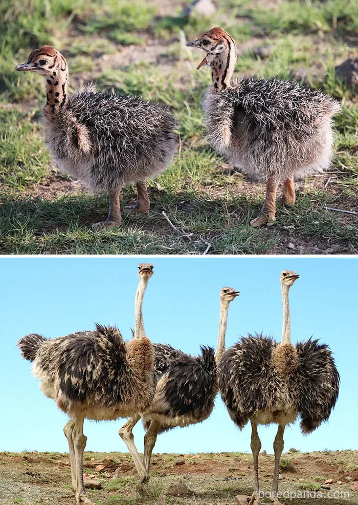 Ostrich