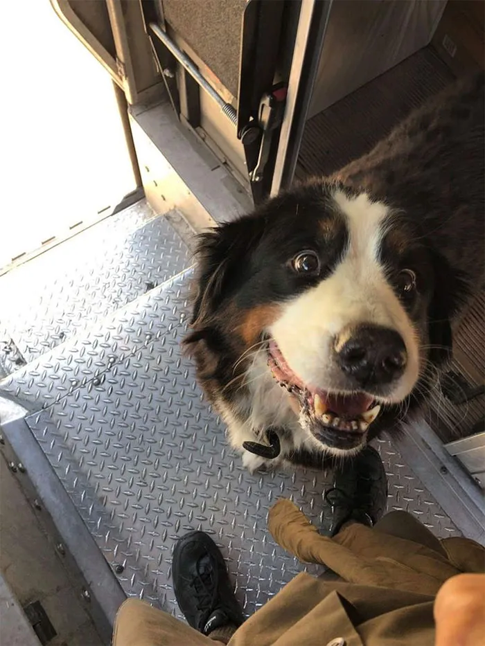 Turns Out, UPS Drivers Have A Facebook Group About Dogs They Meet On Their Routes, And It Will Make Your Day