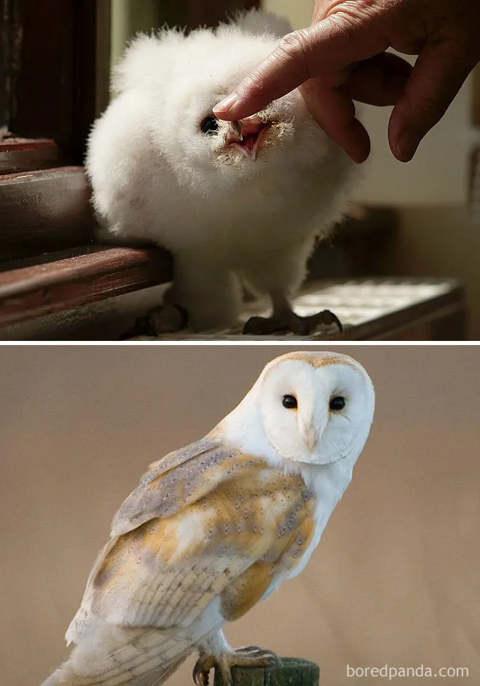 Barn Owl