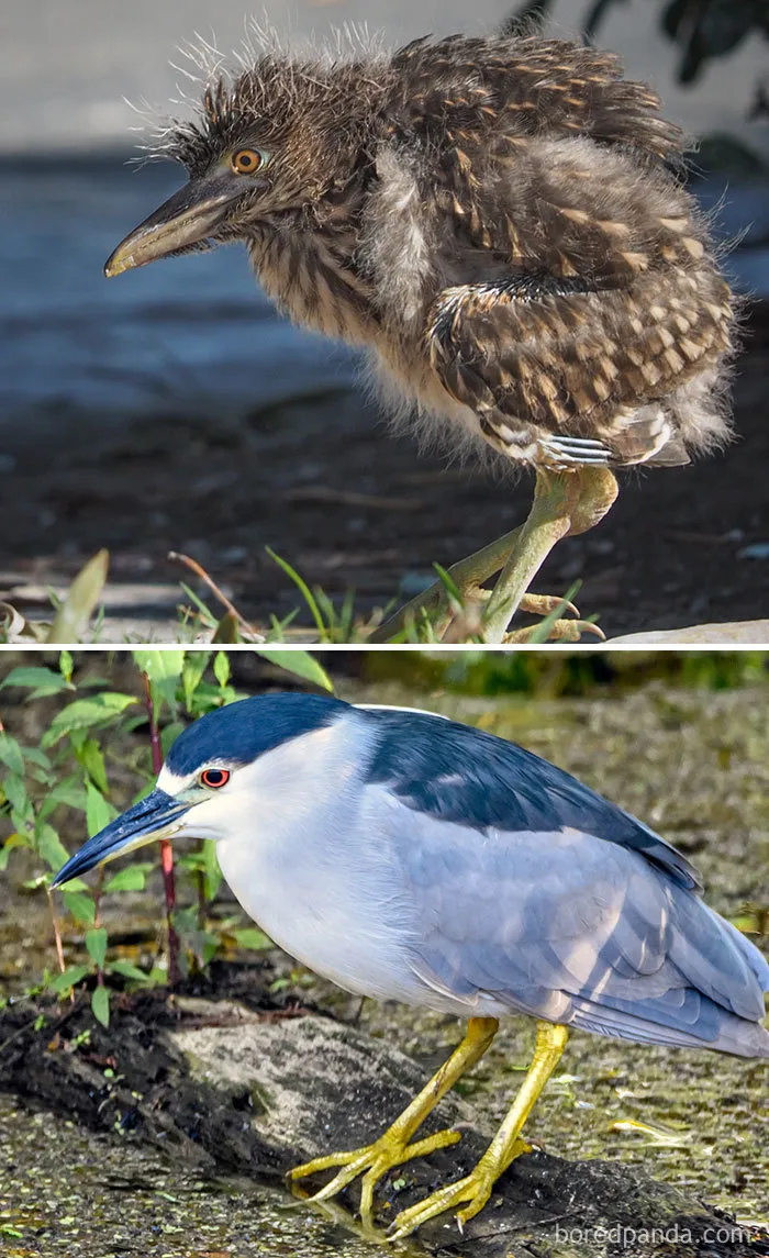 Night Heron