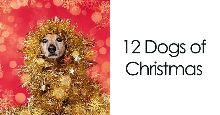 I Did A Photoshoot Called '12 Dogs Of Christmas' To Get Into The Holiday Spirit