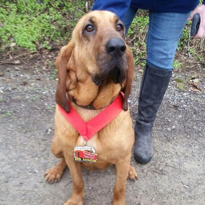 A Dog Once Accidentally Finished A Half-Marathon And Finished In 7th Place