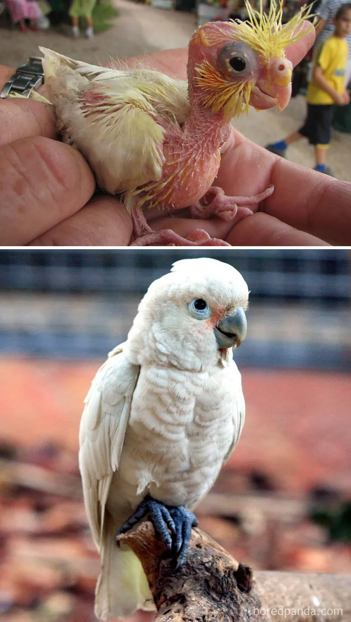 Goffin's Cockatoo