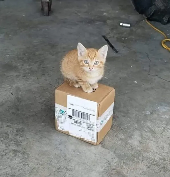 Resulta que los conductores de UPS tienen un grupo de Facebook con los perros que se encuentran en ruta, y te alegrará el día (Nuevas imágenes)