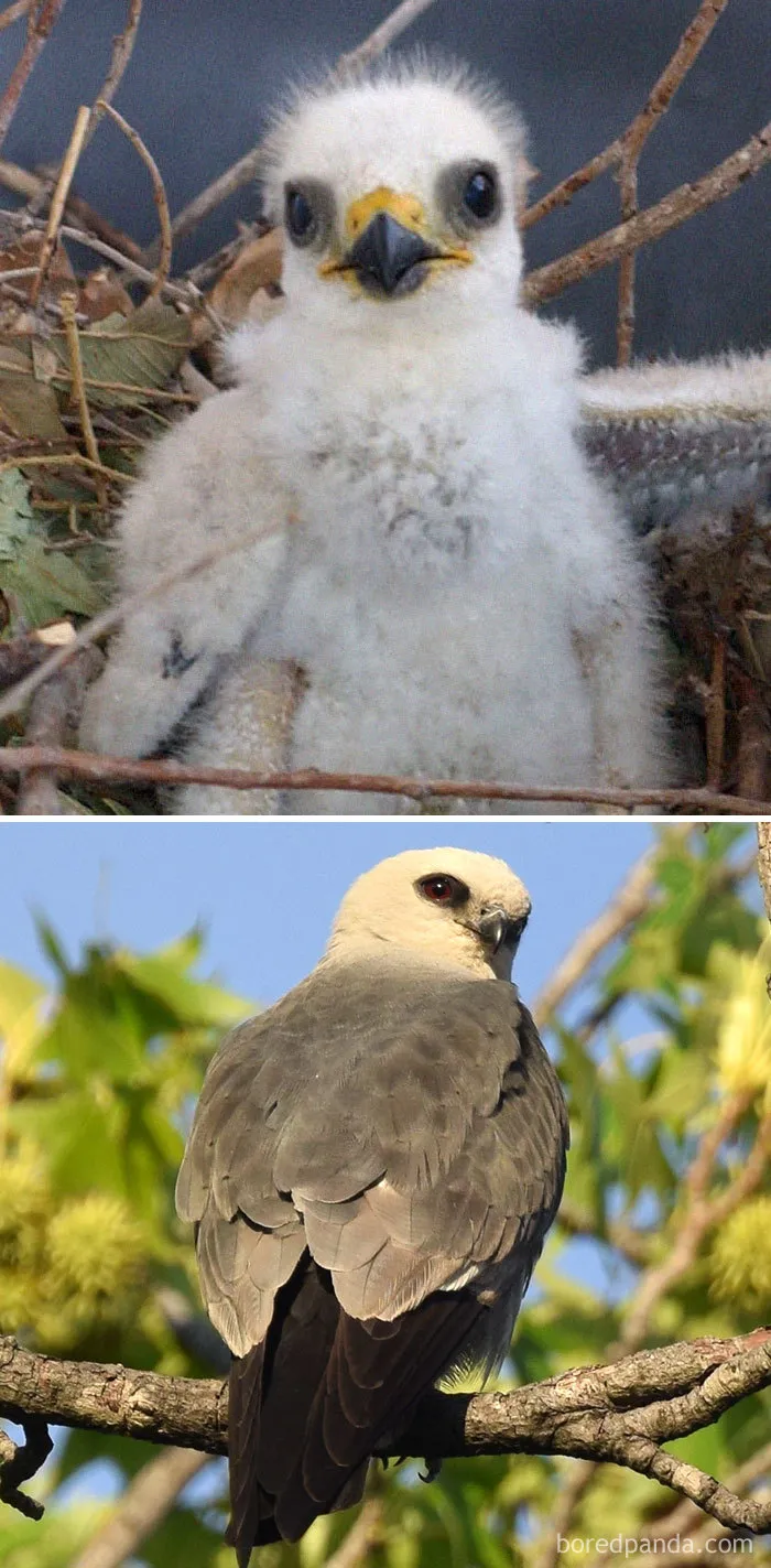 Mississippi Kite
