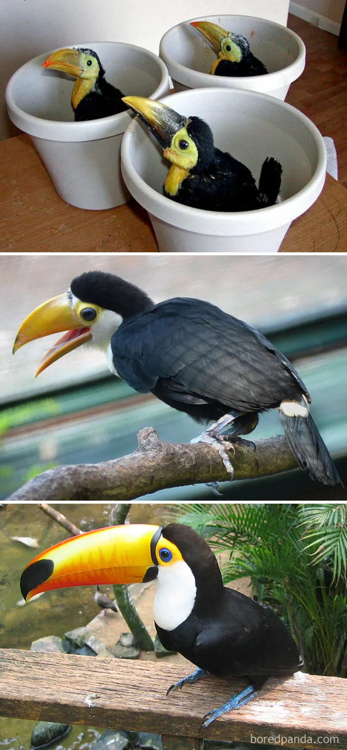 Toco Toucan