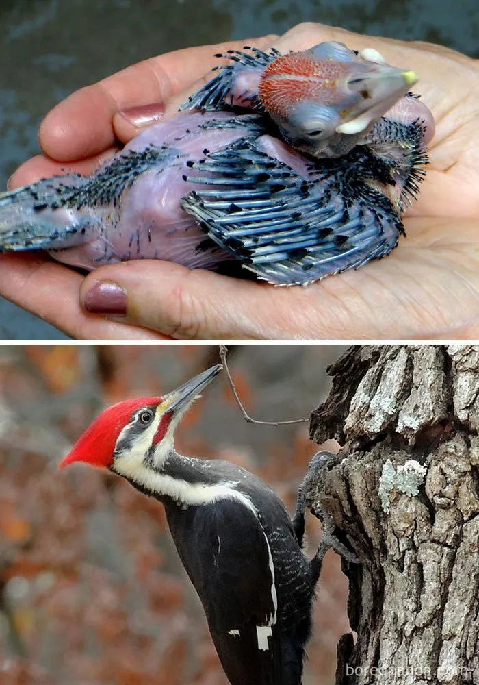 Pileated Woodpecker