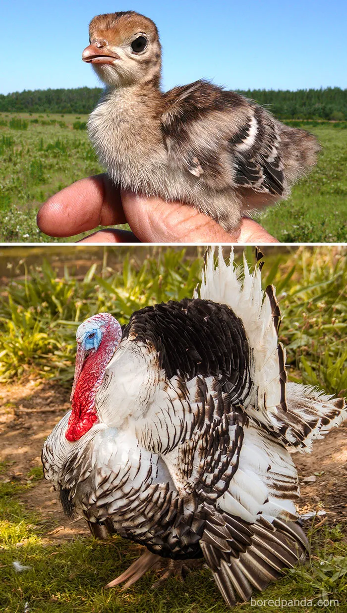 Turkey