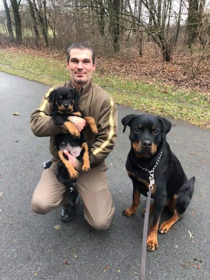 Resulta que los conductores de UPS tienen un grupo de Facebook con los perros que se encuentran en ruta, y te alegrará el día (Nuevas imágenes)