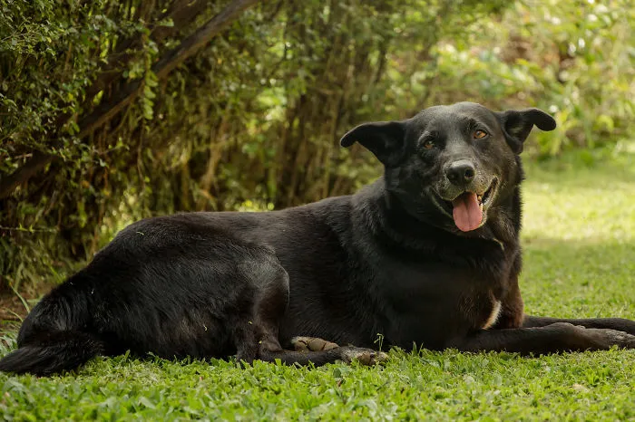 Dogs Have The Biggest Heart Relative To Their Body