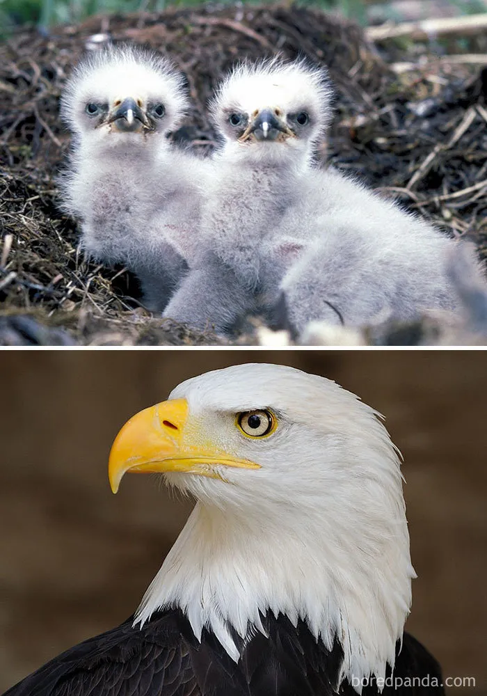 Bald Eagle