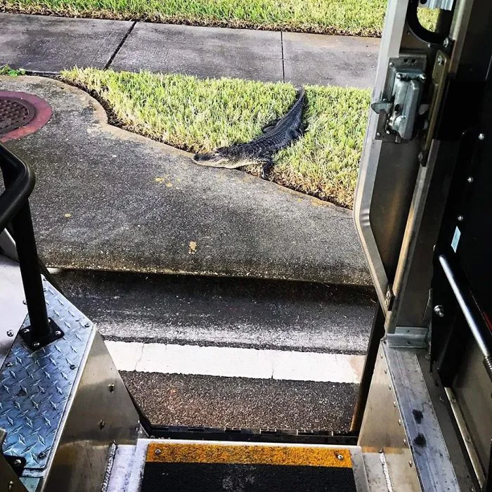 Turns Out, UPS Drivers Have A Facebook Group About Dogs They Meet On Their Routes, And It Will Make Your Day