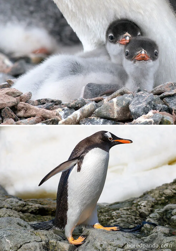 Gentoo Penguin