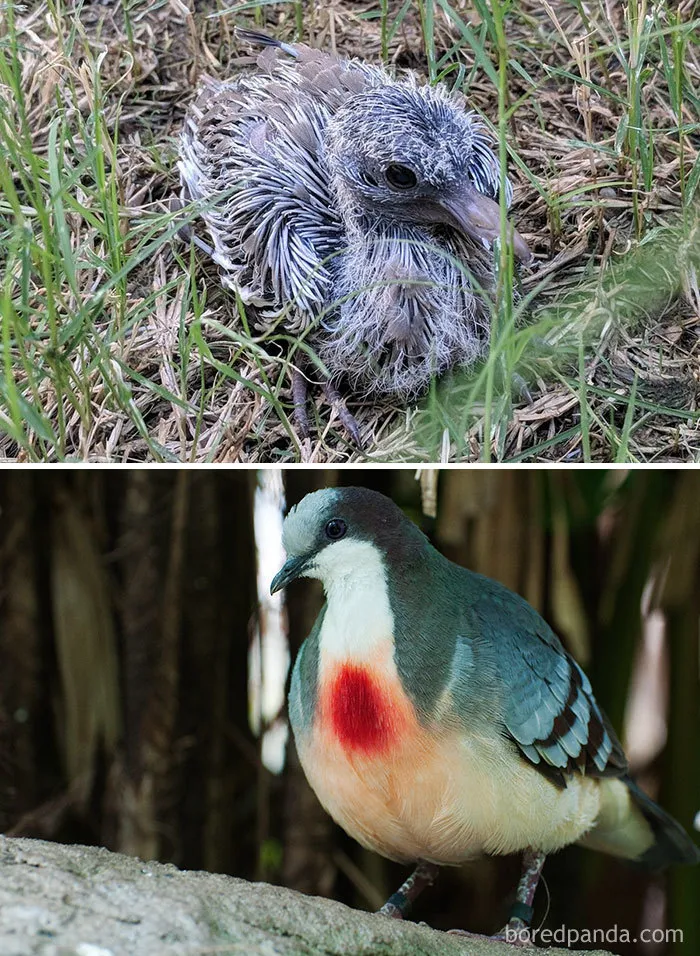 Bleeding-Heart Pidgoen