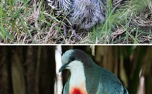 30 Birds When They’re Babies Versus All Grown Up