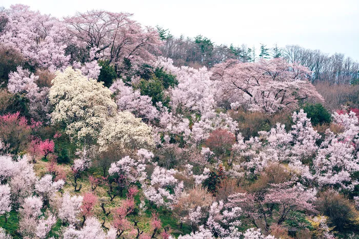Spring Season