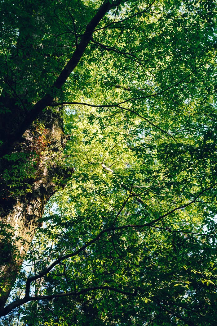 Fresh Green Tree