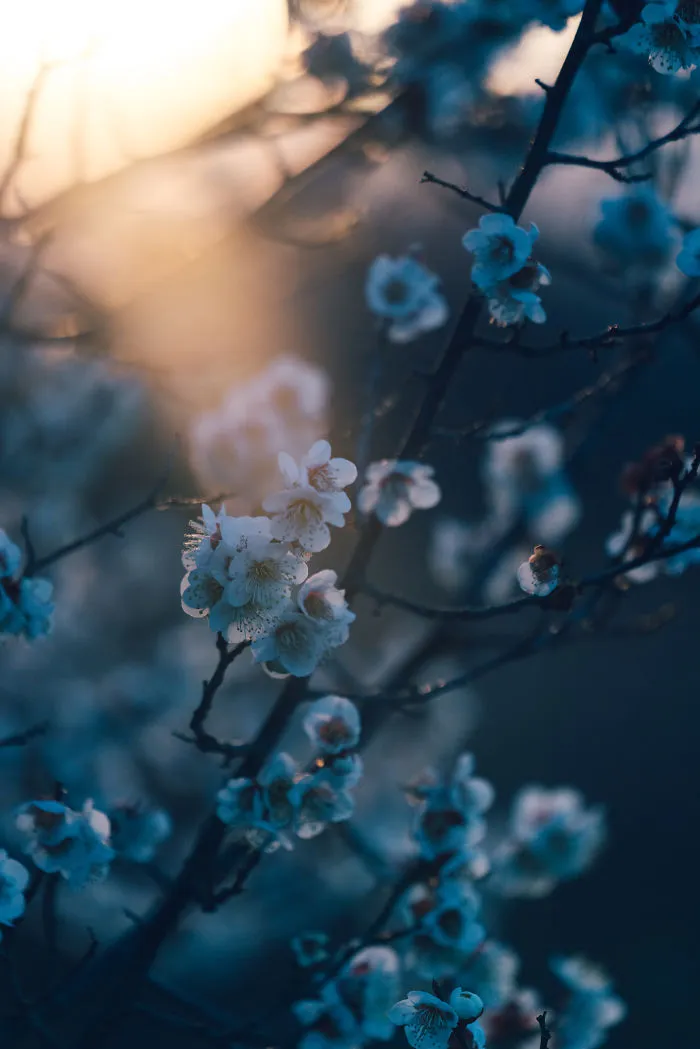 Plum Blossom