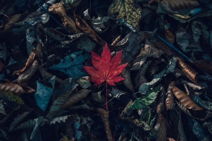 One Autumn Leaf