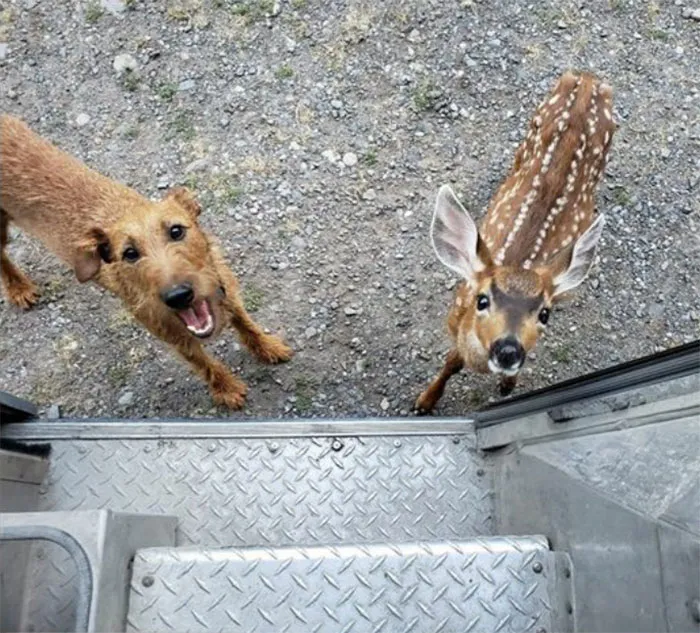 Resulta que los conductores de UPS tienen un grupo de Facebook con los perros que se encuentran en ruta, y te alegrará el día (Nuevas imágenes)