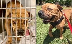 I Fostered 6 Rescue Dogs And They All Live Happily Ever After