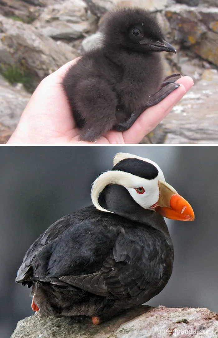 Tuffted Puffin