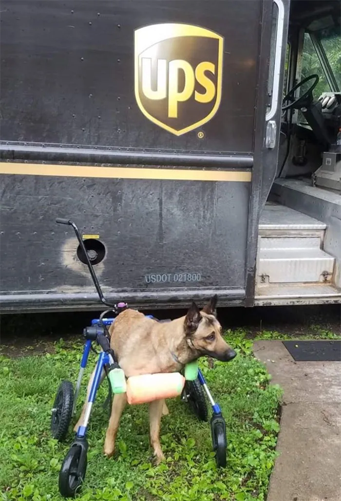 Resulta que los conductores de UPS tienen un grupo de Facebook con los perros que se encuentran en ruta, y te alegrará el día (Nuevas imágenes)