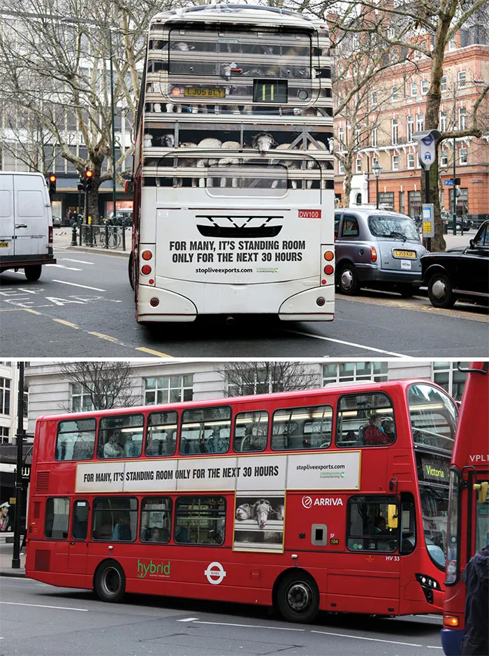 Compassion In World Farming: Stop Live Exports